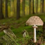 boletes, giant screen fungus, mushroom-8363576.jpg